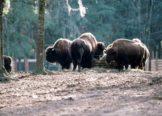 herd of buffaloe at feeder troft