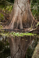 Cypress Tree in a swamp