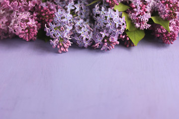 purple background with lilac. spring backdrop.