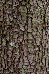 close-up bark of spruce