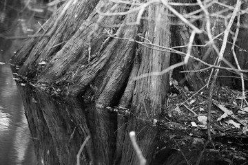 Abstract of tree roots in water