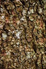 close-up bark of spruce