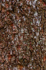 close-up bark of spruce