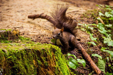 a carpathian squirell