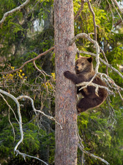 Brown Bear (Ursus arctos) cubs having scented danger and got on a  Pine tree. Spring forest.