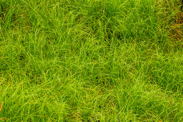 green grass background