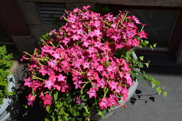 Many pink flowers of Nicotiana alata plant, commonly known as  jasmine tobacco, sweet tobacco,  winged tobacco, tanbaku or Persian tobacco, in a garden in a sunny summer day, top view or flat view
