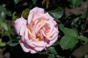 Large group of Petunia axillaris white and purple flowers in a pot, with blue green blurred background in a garden in a sunny spring day