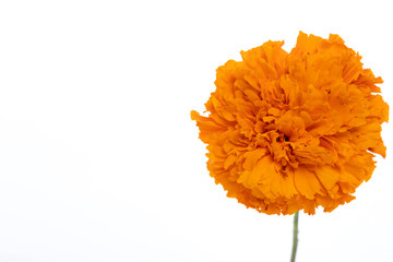 Flower of cempazuchitl for the day of the dead in Mexico