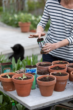 Woman planting seedlings