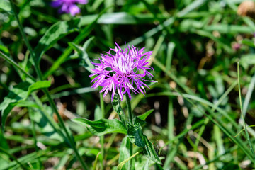 One small blue flower of Stokesia laevis plant, commonly known as Stokes' aster, and green leaves grass, in a garden in a sunny summer day