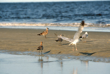 several seagulls standing on sandy beach area near ocean