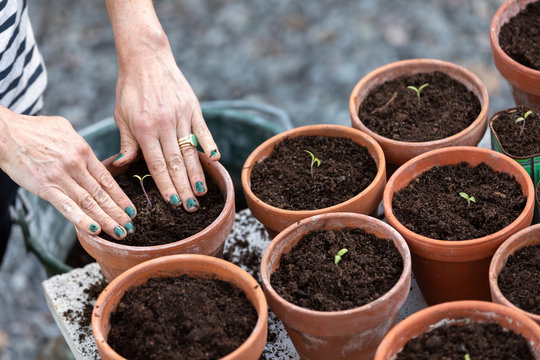 Woman planting seedlings