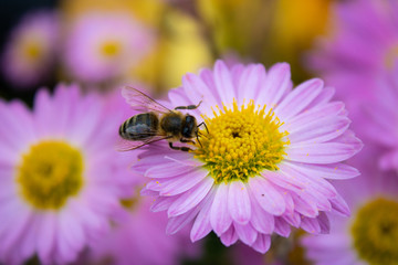 A bee collects nectar from a beautiful chrysanthemum flower