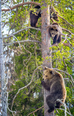 Brown Bear (Ursus arctos). She-bear and Bear-cubs having scented danger, got on a  Pine tree. Spring forest.