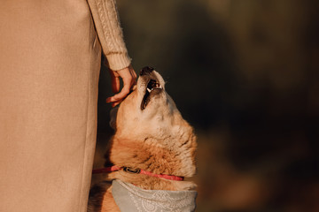 red mixed breed dog enjoying owners touch outdoors