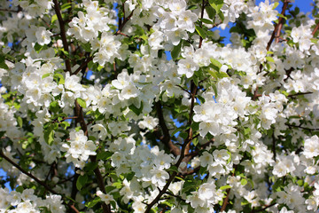 flowering Apple tree, branches with white flowers.