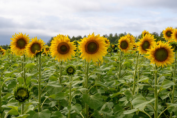 Obraz premium Sunflower field landscape natural background