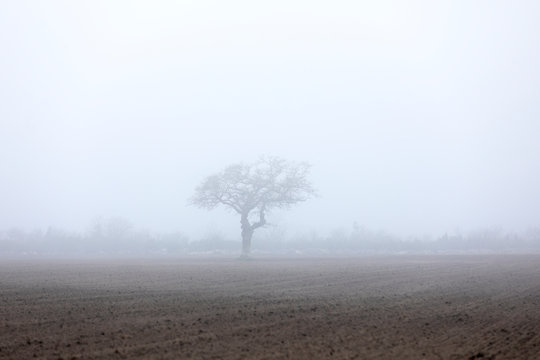 Single tree in field