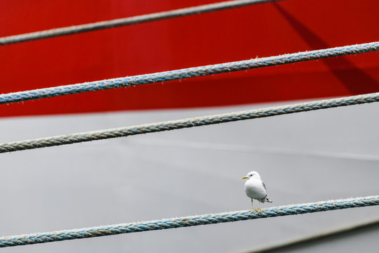 Bird perching on rope