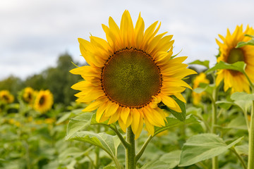 Sunflower field landscape natural background