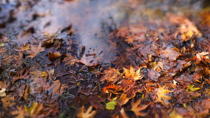 autumn leaves on the ground