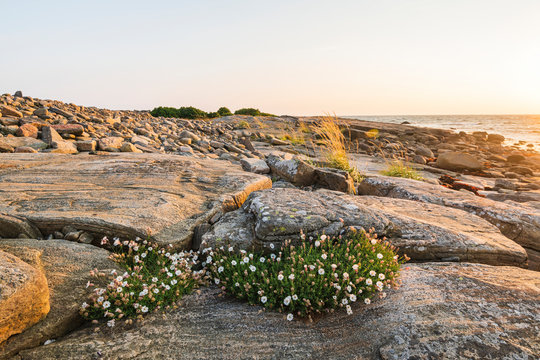 Wildflowers on rocky coast