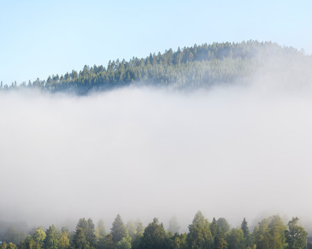 Forest in fog