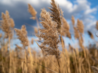 A single Reed in the Foreground with a patch in the background