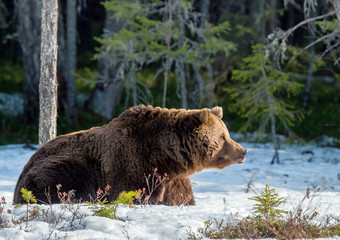 Brown Bear (Ursus arctos) male on the bog in spring forest.