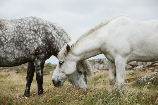 Two horses grazing