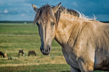 Obraz premium Horses graze on the field in summer. Photographed close-up.