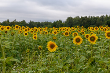 Fototapeta premium Sunflower field landscape natural background