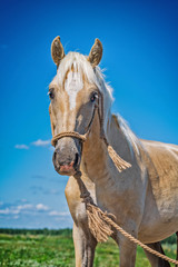 Horses graze on the field in summer. Photographed close-up.