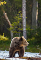 Brown Bear (Ursus arctos) male on the bog in spring forest.