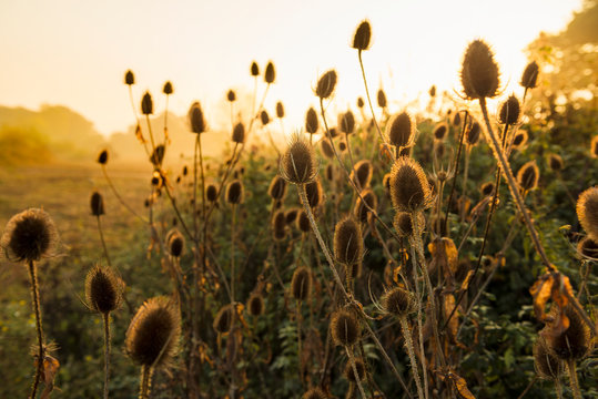 Wild teasel in morning light