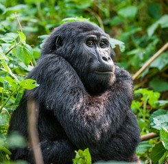 Close up Portrait of a mountain gorilla at a short distance in natural habitat. The mountain gorilla (Gorilla beringei beringei)