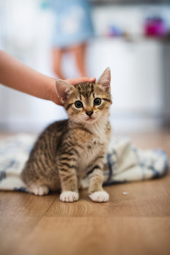 Person petting kitten