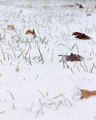 grass and light snow