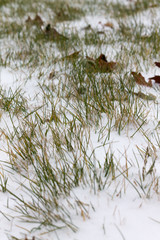 grass and light snow