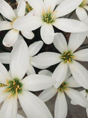white flowers on black background