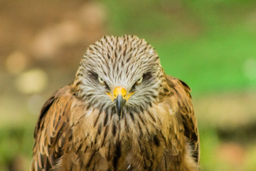 royal kite resting in his innkeeper