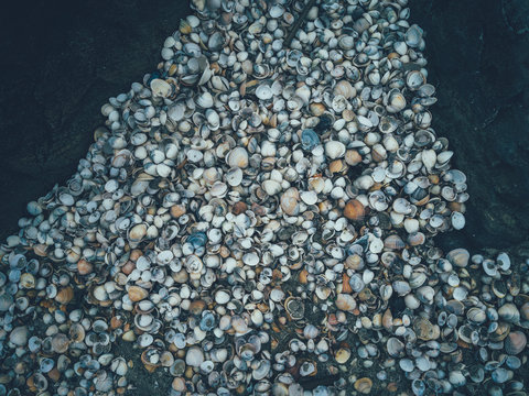 Shells on sand
