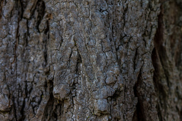 tree bark texture