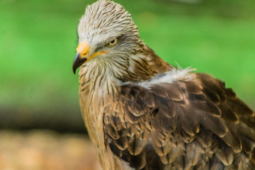 royal kite resting in his innkeeper