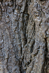 tree bark texture