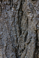 tree bark texture
