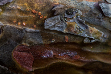 tree bark texture