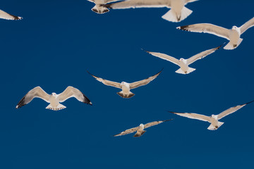 seagull flying in the blue sky