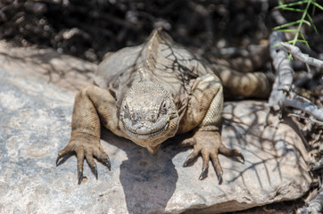 Land Iguana of Santa Fe - Santa Fe Island - Galapagos Islands - Ecuador